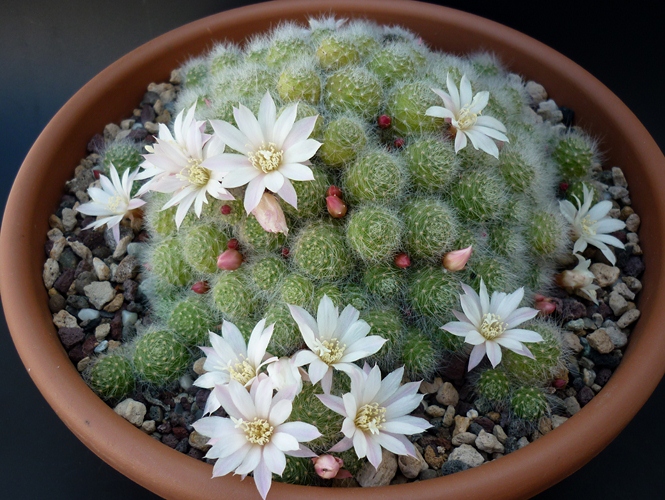 Rebutia albiflora 