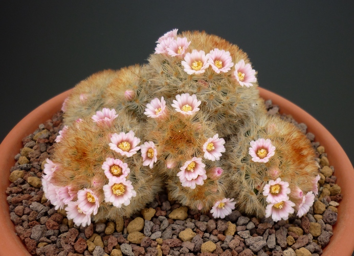 Mammillaria carmenae 