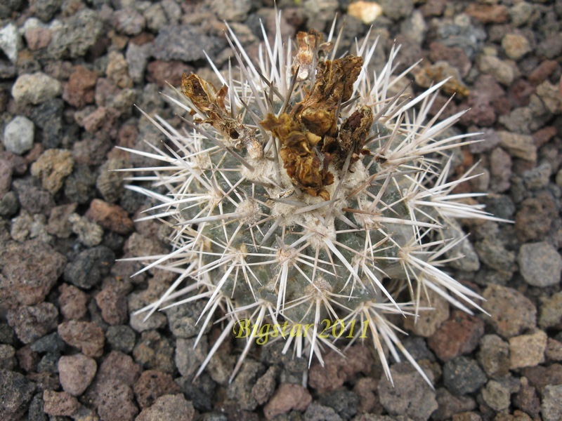 Copiapoa echinata AW 103