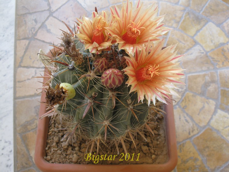 Ferocactus peninsulae v. townsendianus 