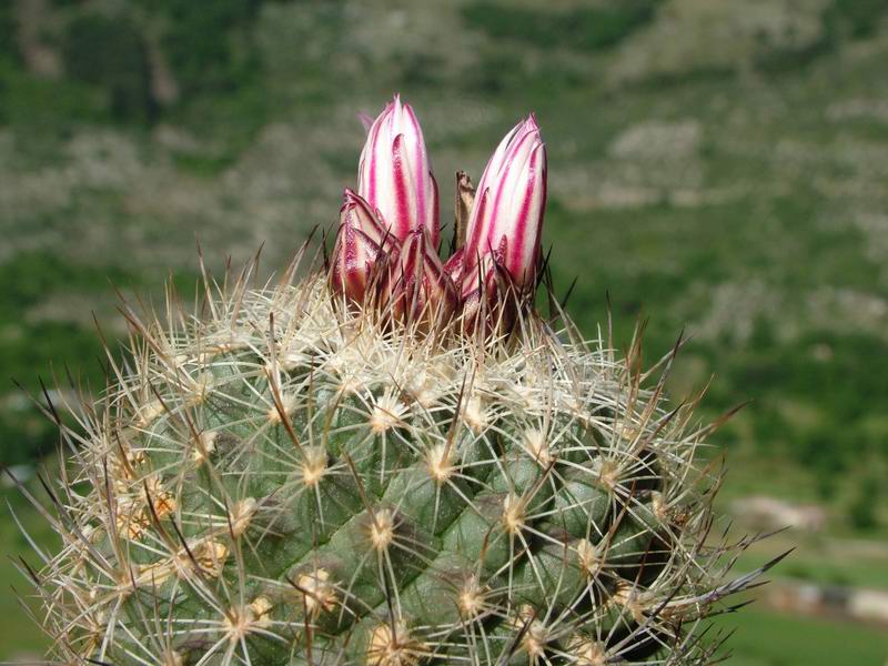 Turbinicarpus saueri ssp. nelissae HO 765