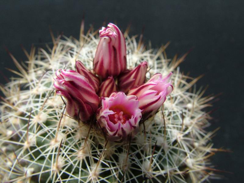 Turbinicarpus saueri ssp. nelissae HO 765