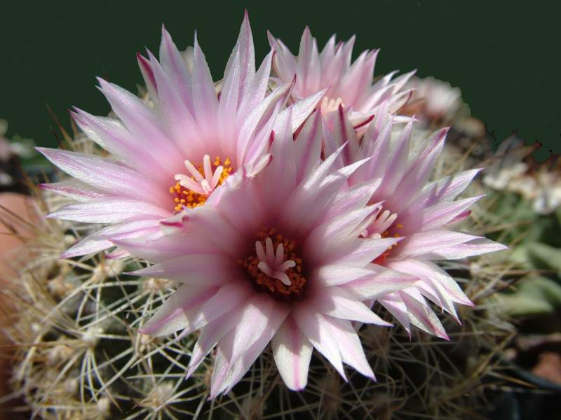 Turbinicarpus saueri ssp. nelissae HO 765