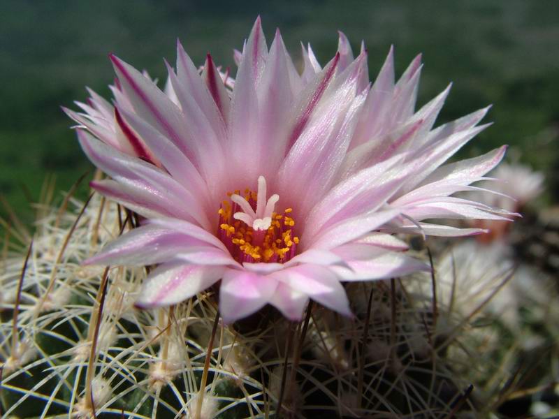 Turbinicarpus saueri ssp. nelissae HO 765