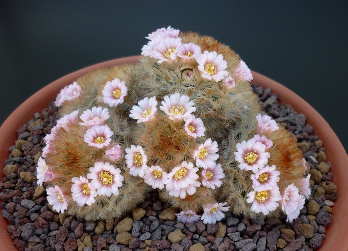 Mammillaria carmenae 