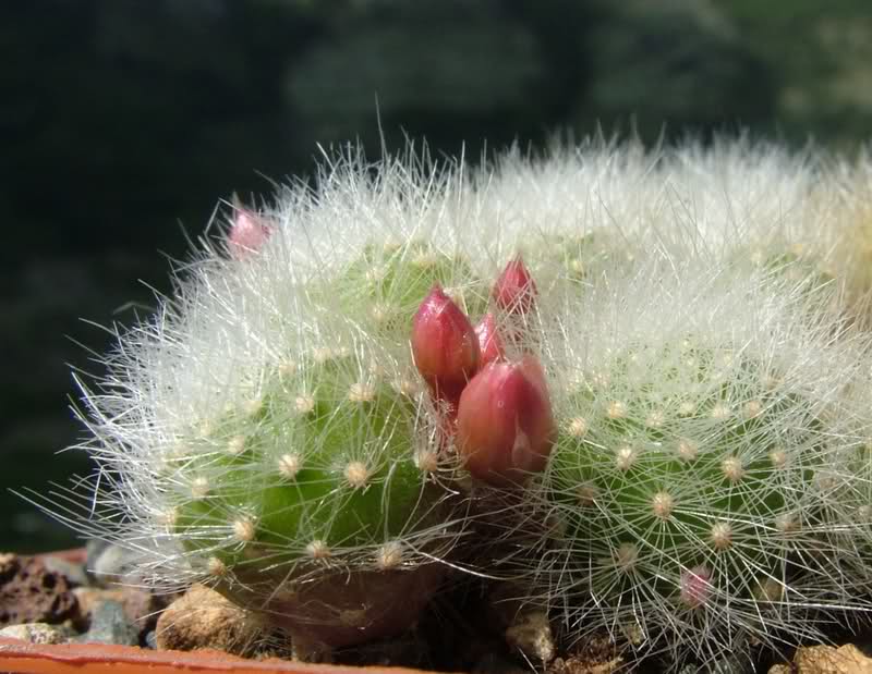 Rebutia albiflora 