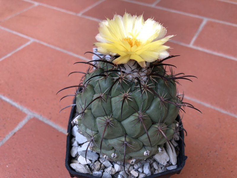 Coryphantha longicornis SB538