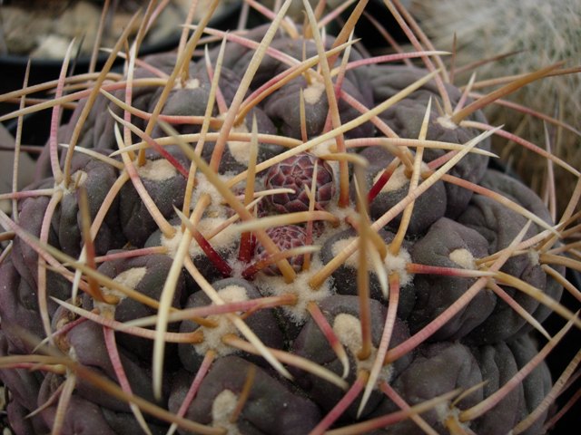 Thelocactus hexaedrophorus 