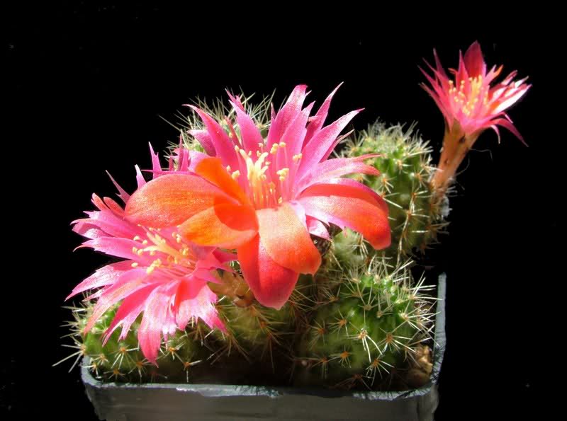 Rebutia steinmannii v. parvula 