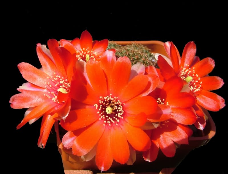 Rebutia poecilantha MG1205.1