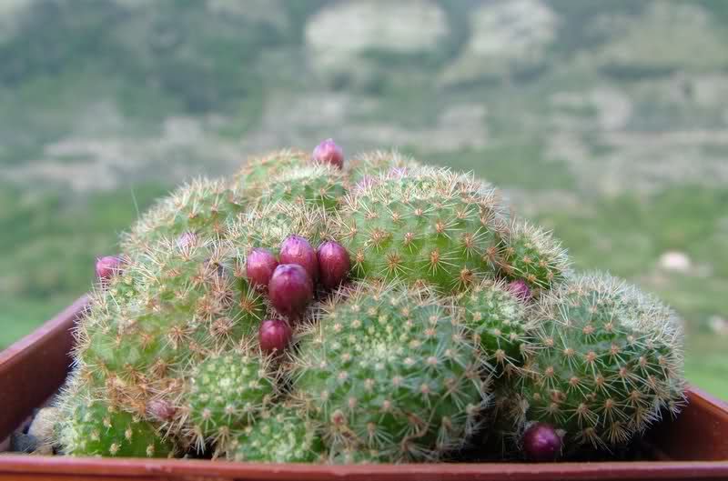 Rebutia perplexa 