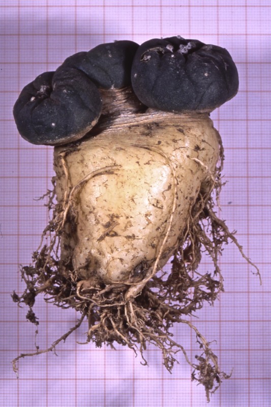 Lophophora koehresii 