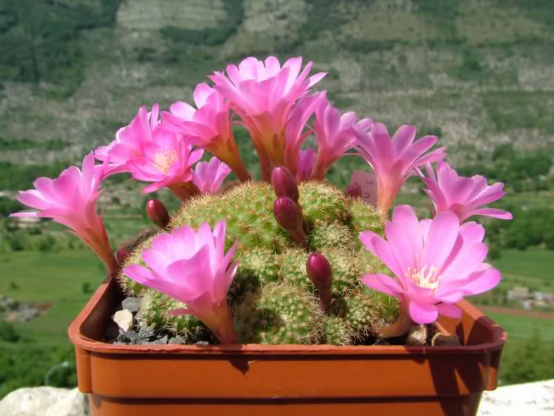 Rebutia perplexa 