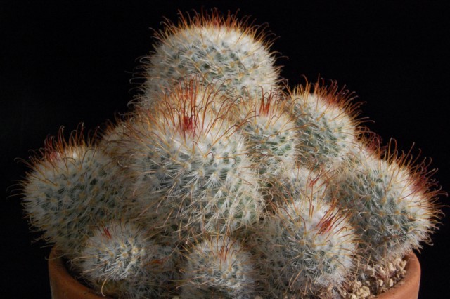 Mammillaria bombycina 