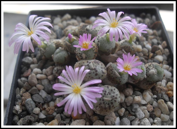 conophytum jucundum ssp. fragile