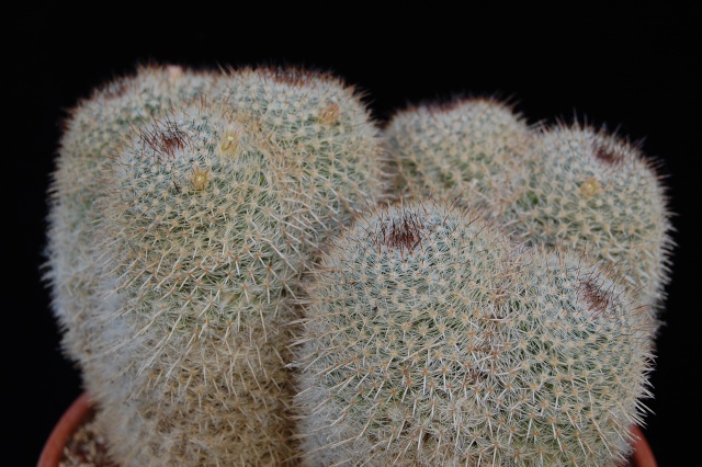 Mammillaria parkinsonii 