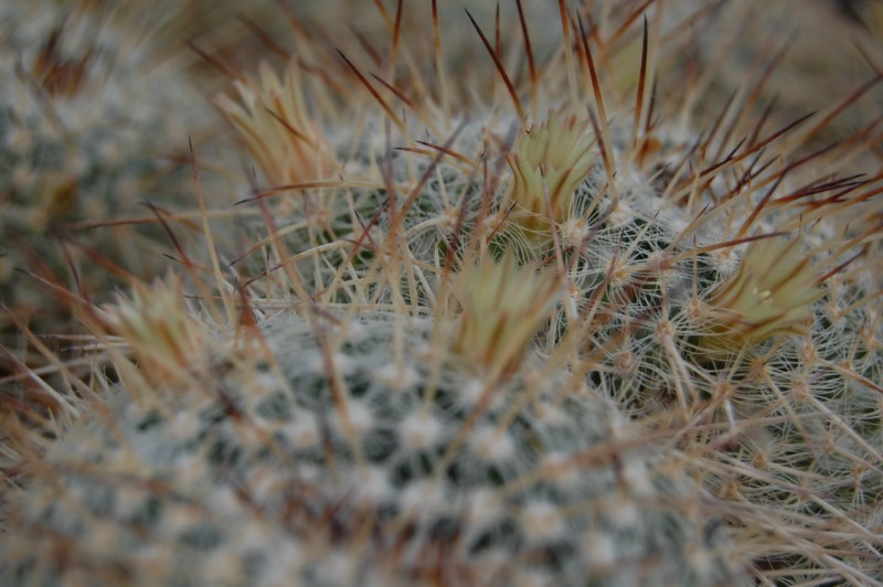 Mammillaria parkinsonii 