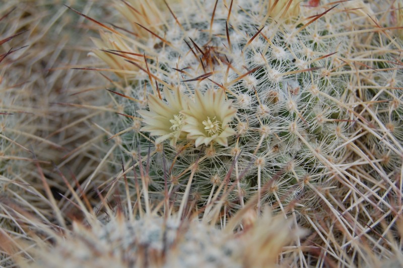 Mammillaria parkinsonii 