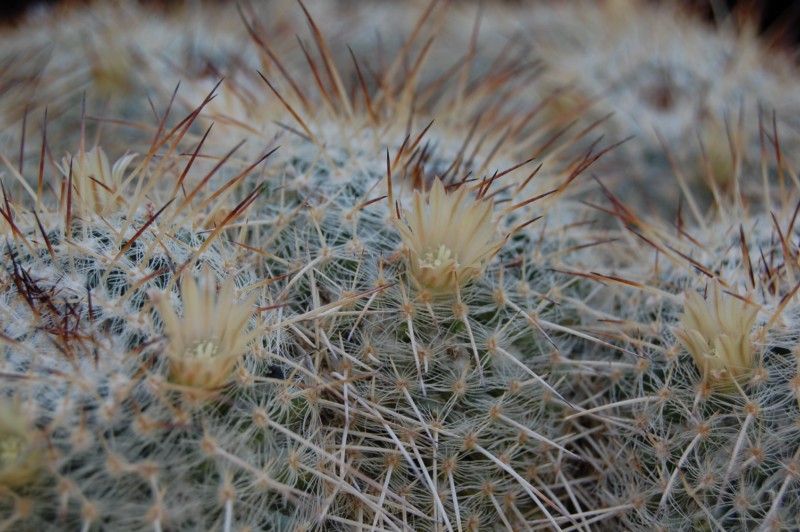 Mammillaria parkinsonii 