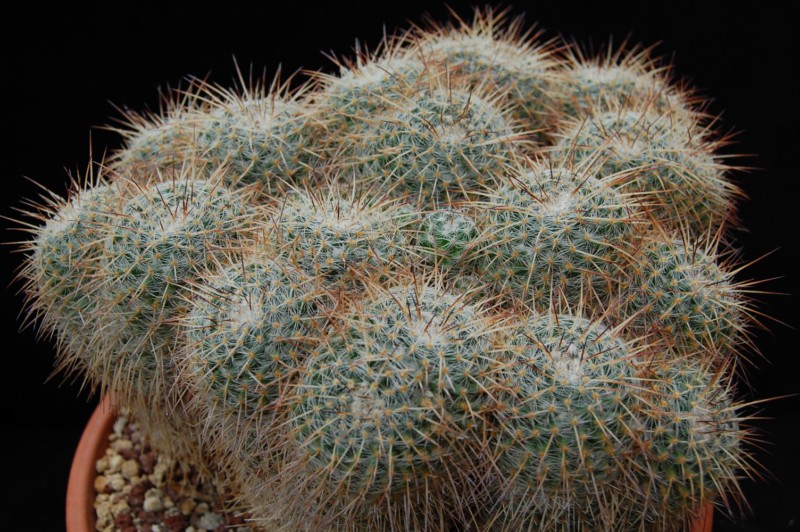 Mammillaria parkinsonii 