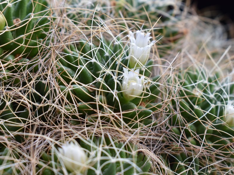 Mammillaria decipiens ssp. camptotricha ML 481