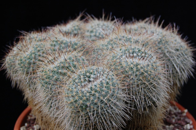 Mammillaria parkinsonii 