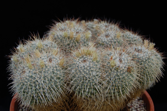 Mammillaria parkinsonii 