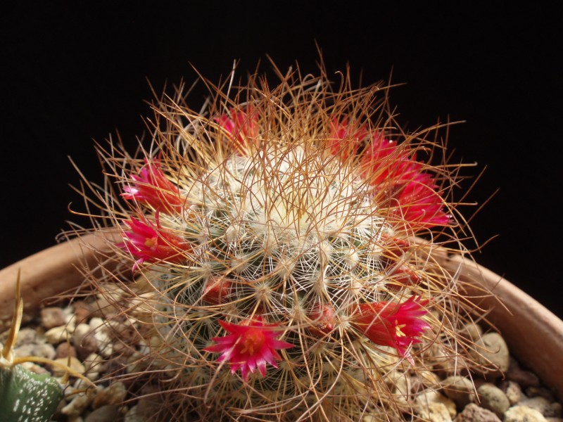 Mammillaria rekoi ssp. leptacantha 