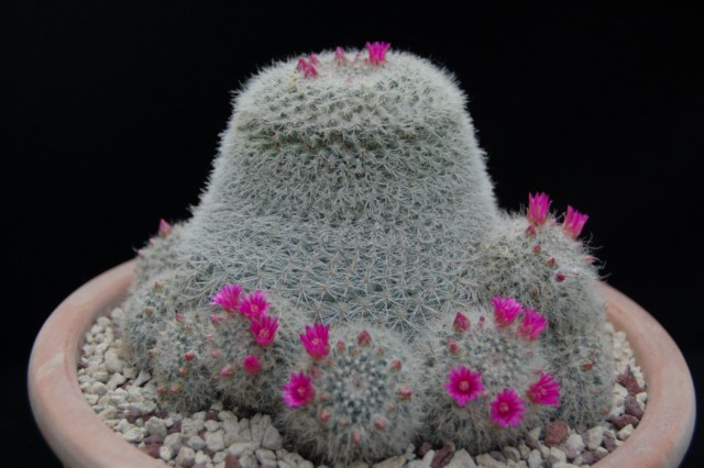 Mammillaria klissingiana 