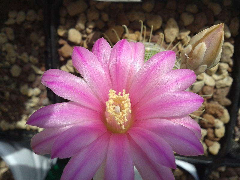 Mammillaria longiflora SB 494