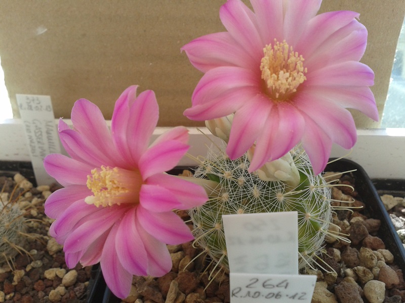 Mammillaria longiflora SB 494