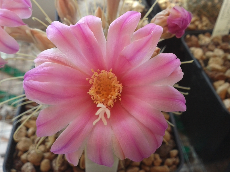 Mammillaria longiflora SB 494