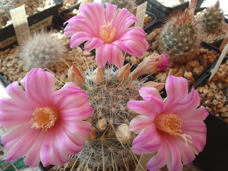 Mammillaria longiflora SB 494