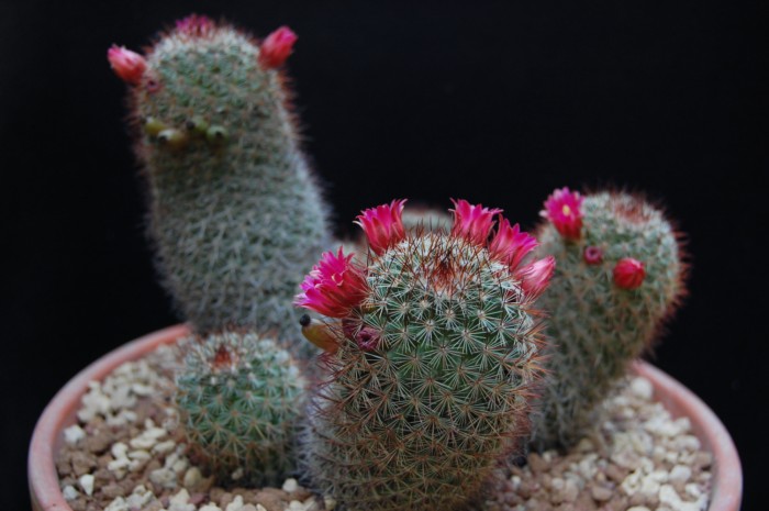 Mammillaria duoformis 