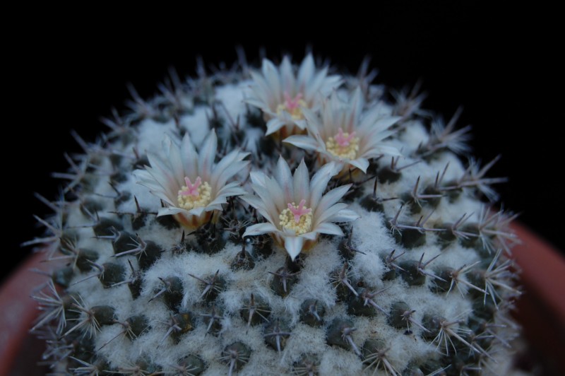 Mammillaria chionocephala 