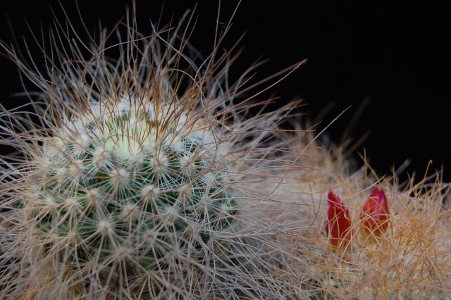 mammillaria rekoi ssp. leptacantha 