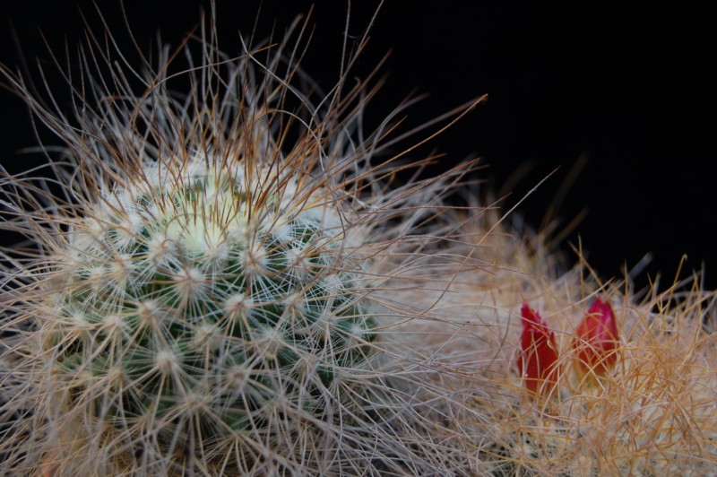 Mammillaria rekoi ssp. leptacantha 