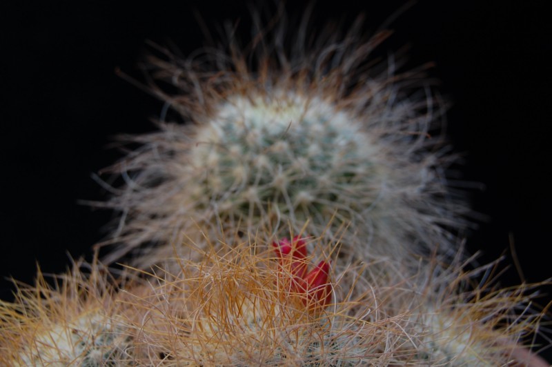 Mammillaria rekoi ssp. leptacantha 