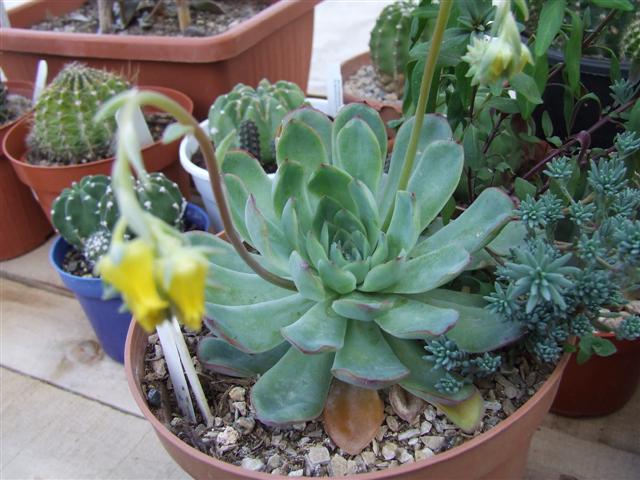 Echeveria pulidonis 