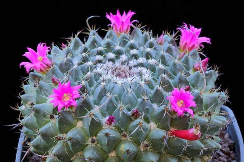 Mammillaria casoi ROG 374