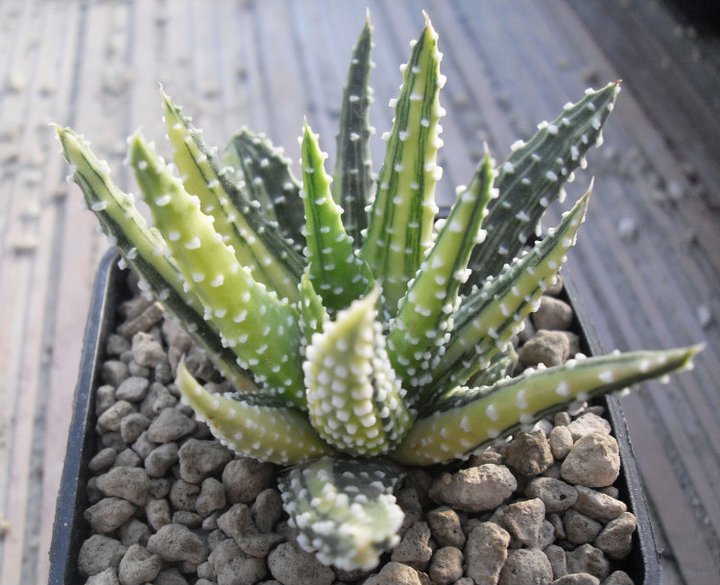 haworthia pumila f. variegata