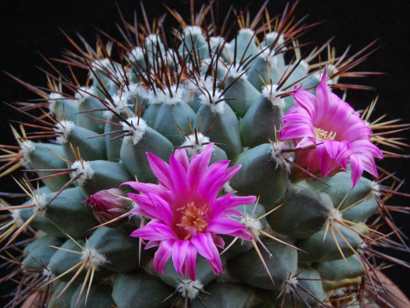 Mammillaria melanocentra 