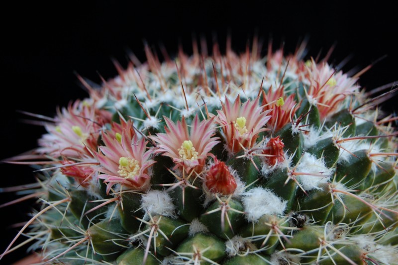 Mammillaria multiseta 