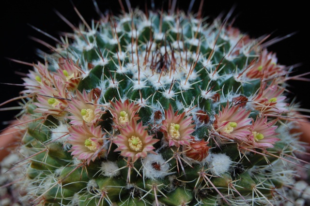 Mammillaria multiseta 