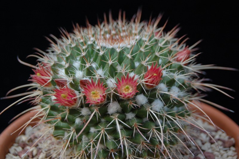 Mammillaria multiseta 