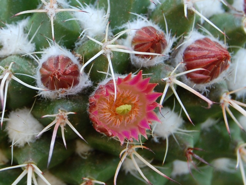 Mammillaria multiseta 