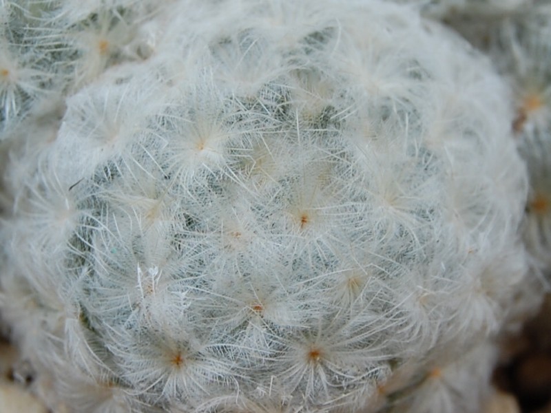 Mammillaria plumosa 