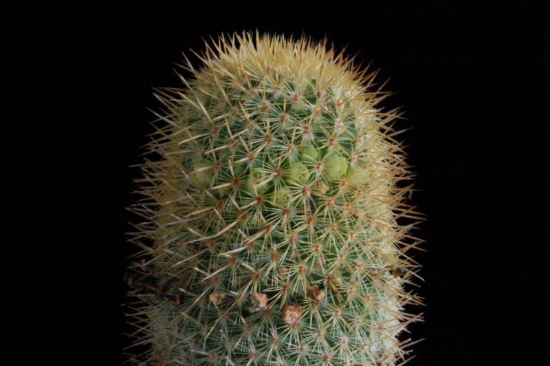 Mammillaria eriacantha LAU 1104