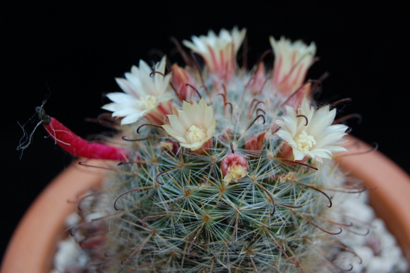 Mammillaria knebeliana 