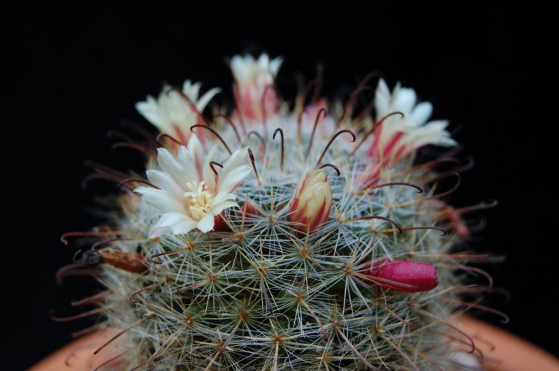 Mammillaria knebeliana 